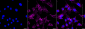 KD-Validated Anti-Integrin alpha 5 Rabbit Monoclonal Antibody